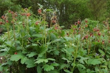 Geum rivale | Bach-Nelkenwurz